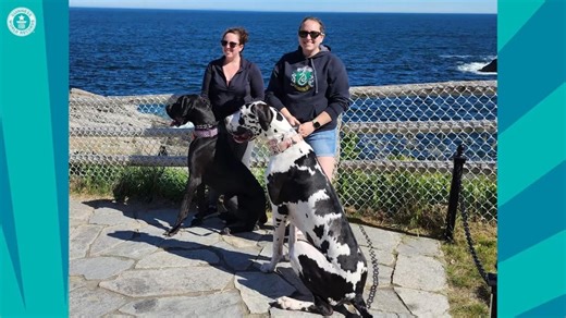 Watch: Connecticut Great Dane is world's tallest female dog