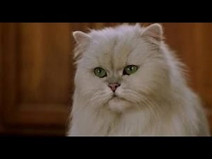 Stuart Little funny scene in Hindi - 1 😆