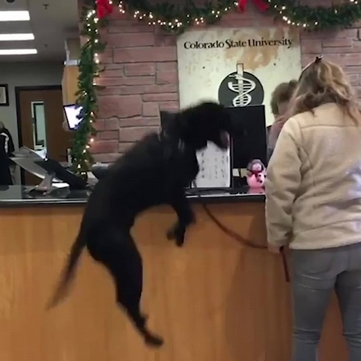 "I've never seen a dog so excited to be at the vet" 😂😂 Credit: Colorado State University Veterinary Teaching Hospital | VT
