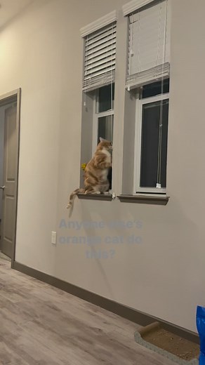2K views · 12 reactions | Orange cat behavior! #orangecatbehavior #orangecat | Shawnee Sande | Facebook