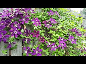 Clematis Vine Varieties 🌺