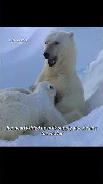 The hungry mother polar bear struggles to survive with her two cubs. #wildlife