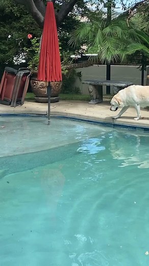 Everyone say hi to Shiloh 🙋‍♂️ You can also call him by his nickname Micheal Phelps . . #smokeyrobinson #dogtok #dog #Michaelphelpsofdogs #soulmusic #motown #themiracles