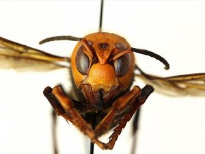 Officials track the origin of a murder hornet found in B.C.