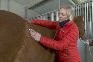 Video | Horse Colic: Listening to and Interpreting Gut Sounds
