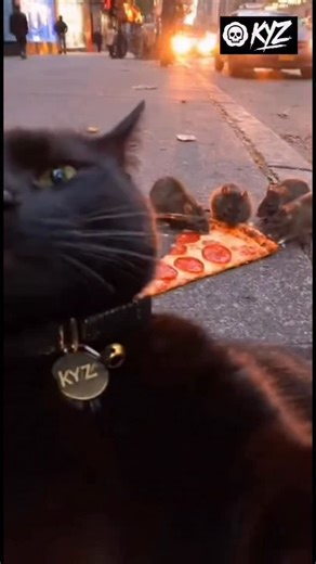 🐈‍⬛📸 “Le chat noir prend un selfie avant de croquer les rats derrière 😎” Regard concentré, langue sortie, il prépare son festin tout en prenant la pose. 😼🐀 Humour dans un esprit Charlie, évidemment. #chatnoir #rat #humour #selfie #streetstyle | Sté Renard