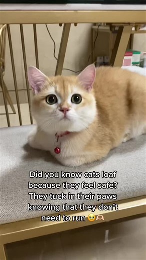 Why Do Cats Loaf? Understanding the Feline Behavior