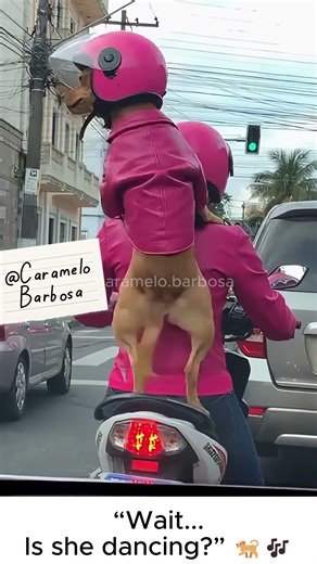 “I love this song! I just can't stop..." #caramelo #funny #memes #pets