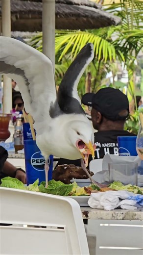 POV: Watch out for the Seagulls in Malibu - They're Hungry! Yikes!