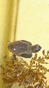 64K views · 1.1K reactions | Tiny crawls, big dreams.  This...