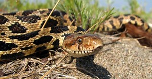 Discover the Largest Fox Snake on Record