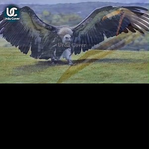 26K views · 448 reactions | Nasa scientist discovered fossils of bird who have 21 feet long wings under antarctica #Antartica #NASA #NASAdiscovery #UrduCover #MonsterbirdFossils #Monster #Bird #ScientistDiscovered | Urdu Cover | Facebook