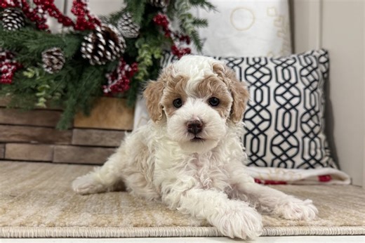 Hunter - Havapoo Puppy E9B9A9