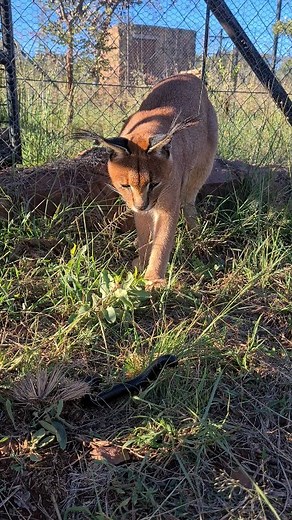 Shongolo Suprise! Mercury was so confused by the small wriggley black worm (A milipede) the other day! Caracals like all cats and by nature very curious! When they encounter something new they initially observe before patting it with their paw! #Cheetahexperience #Zacheetahconservation #belabela #Limpopo #SouthAfrica #big cats #wildlife #animal #cheetah #readthecaption #notalwaysacheetah #lions #tiger #leopard #serval #Caracal #wolf #wildcat #batearedfox #rescue #rehabilitation #release #conserv