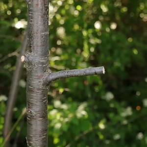 Best tips for planting trees | MetDaan Tips