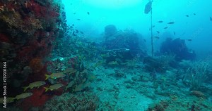 Yellow tail snapper roaming through the coral reef looking for food while diving in the Caribbean. Shot in 4K on a Canon R5.