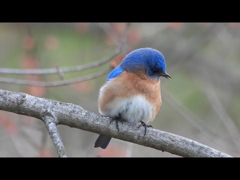 Male Bluebird calling his mate to a House | Eastern Blue Bird Calls