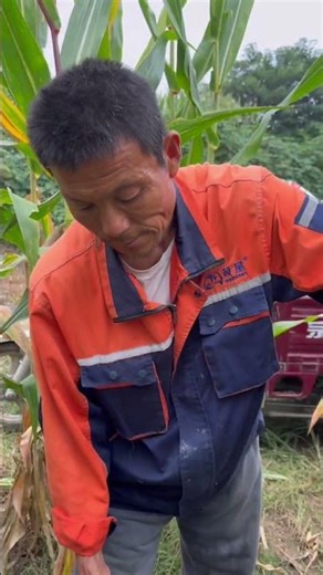 Tutorial for cutting corn stalks