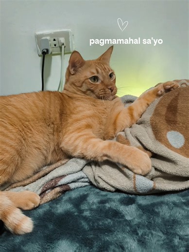 #ponponesteban #cattok #catlover #cats