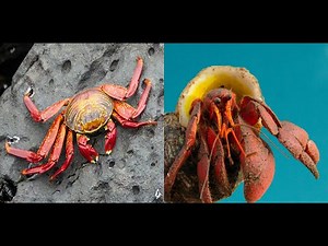 How to Identify True Crabs