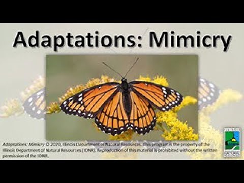 Adaptations: Mimicry