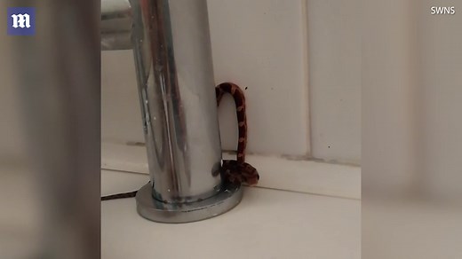 Teacher horrified to discover a 14-inch snake in his shower