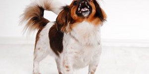 Fact Finders: The way to handle barking dog concerns