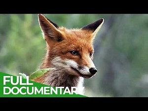 A Fox's Tale: Survival in the Alpine Wild | Free Documentary Nature