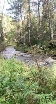 Relaxing Mountain River & Forest Path ASMR 🌲 Calming Shorts