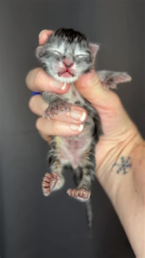 Introducing the 7 Dwarf Litter. These babies were born in Christmas Eve and are growing so good! I’ll post their 1 week video soon, they have already changed so much! Penny and Koda….good work! These babies are still to young to reserve. www.aubsmainecoons.com #aubsmainecoons #mainecoon #7dwarfs #snowwhite #kittens | Aubs Maine Coons - Beautiful Maine Coon Cats and Kittens