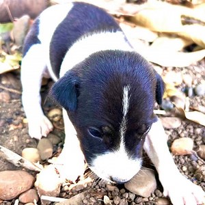 31K views · 1.3K reactions | Giving Hope to a Homeless Dog | Animal - Rescue Center | Facebook