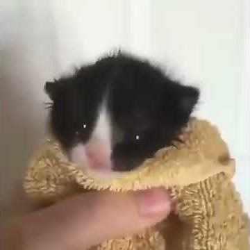 beep bop bip bap (FNF meme)