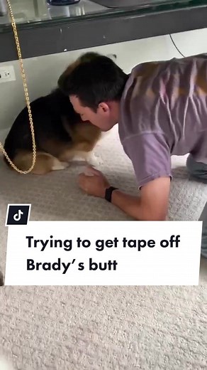 Dramatic Dog Tape Saga: Hilarious Corgi Trouble