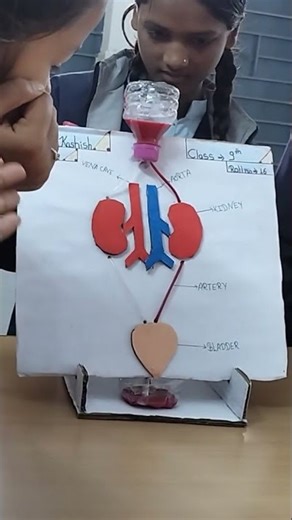 working#model# kidney# experiment#7 January 2026