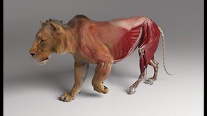 Harnessing the Power of Simulation-Ready Characters with Ziva Dynamics