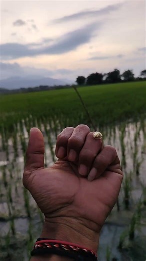 A Shiny Golden Bug in the Wild 🌿 #nature #yumnavillage #insects #natureshorts #animals