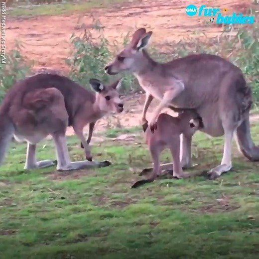 Watch what happens when an adorable baby kangaroo tries to go in the wrong pouch | GMA