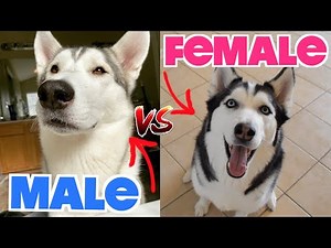 Male vs Female Siberian Huskies - (WHAT'S THE DIFFERENCE?)