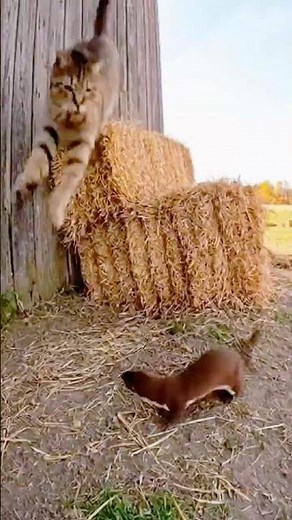 The cat vs weasel showdown at the haystacks