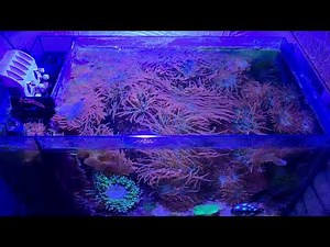 Fluval Evo Update And Other News!
