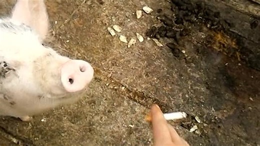 Видео 24 октября 2017 | OK.RU