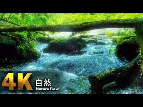 4K自然 | 穏やかな小川と木漏れ日森の鳥の歌とともに | 安眠、森林浴、リラクゼーション、瞑想、集中力、ストレス解消