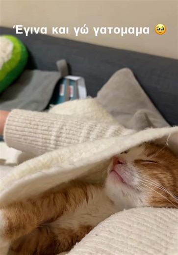 Γατογονεις που είστε; 😻 #γατακια #cat #γατομαμα