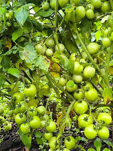 8.5K views · 270 reactions | Kamatis Farming: Ultimate Guide for Abundant Harvest part 1 #fbreelsfypシ゚ #farming #fyp | Pinoy Palaboy | Facebook