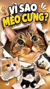 Why Do We Find Cats So Adorable?