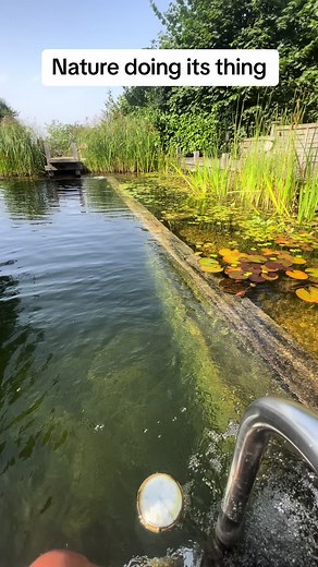 Natural Swimming Pool Perseverance Pays Off in 2023