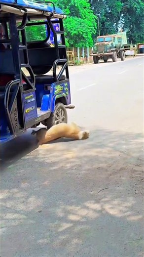 Dog performs amazing flip 🐶🤸🏻 #dogflip #dogtrick #agilitydog #funnydogs #doglover #pets