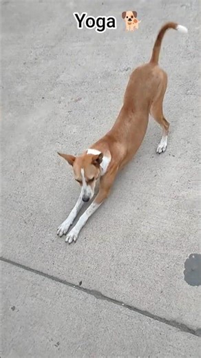 yoga 🐕 #viral #dog #shorts