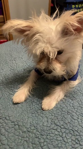 Piper Quinn (@piper_quinn0)’s videos with original sound - Fandango