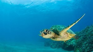 What is World Oceans Day all about?